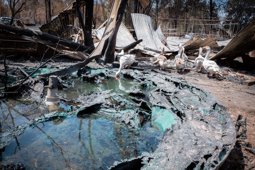 Goose drinking from water in a melted plastic water tank, with more geese and remains of a burnt house in the background.