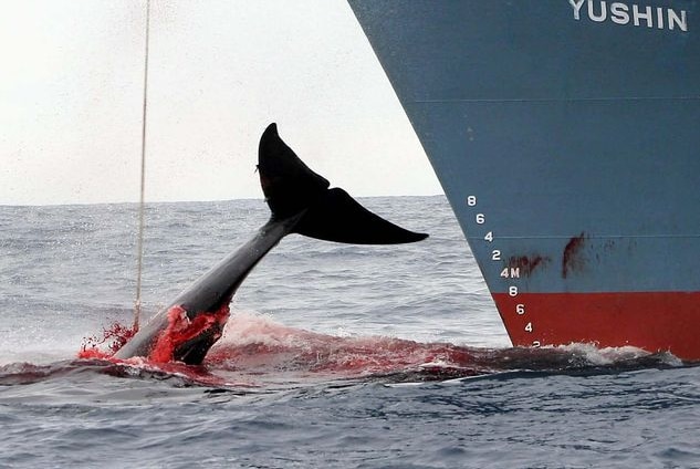 The Japanese whaling fleet working in the Southern Ocean.