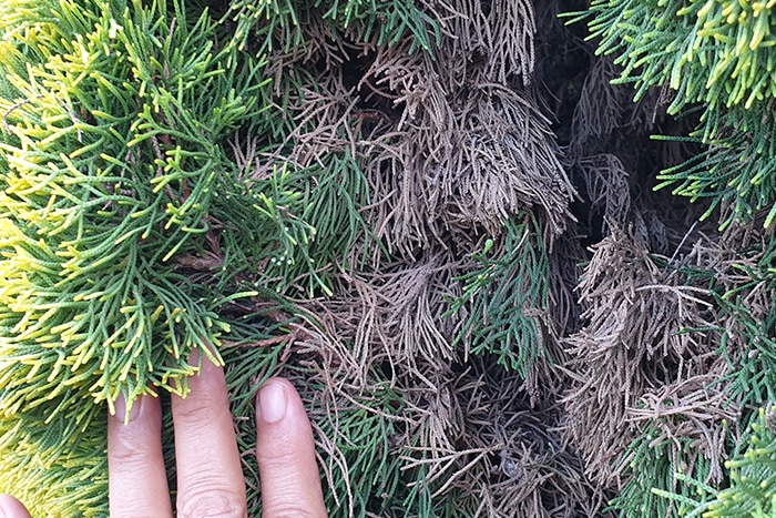 HA hand pulling apart the needles of a Cypress pine showing dead material underneath