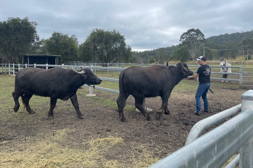 Man leading two buffaloes through a gate.