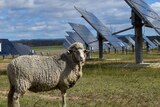 A sheep stands alongside a long line of solar panels