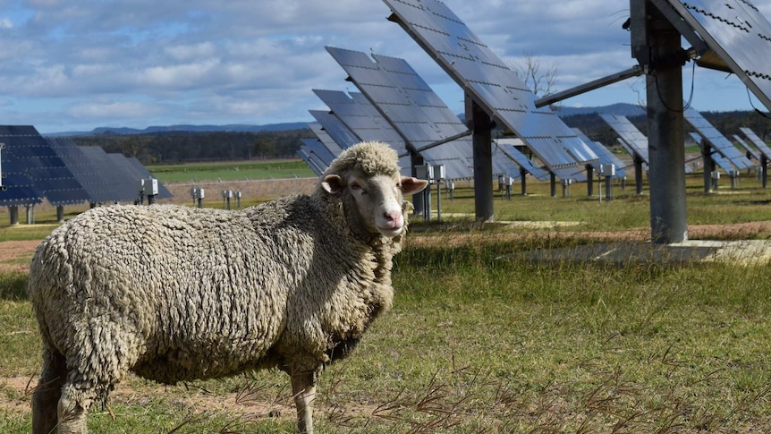 A sheep stands alongside a long line of solar panels