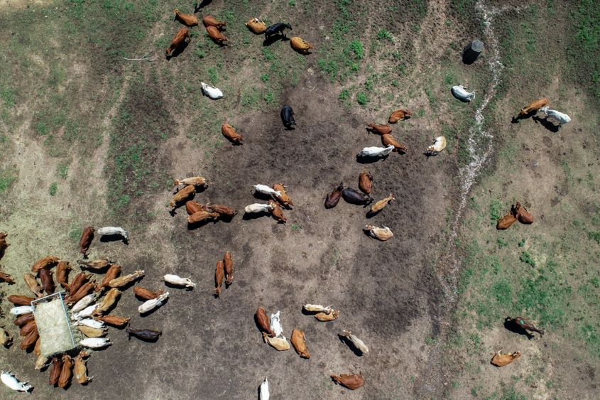 Drone shot of cattle.
