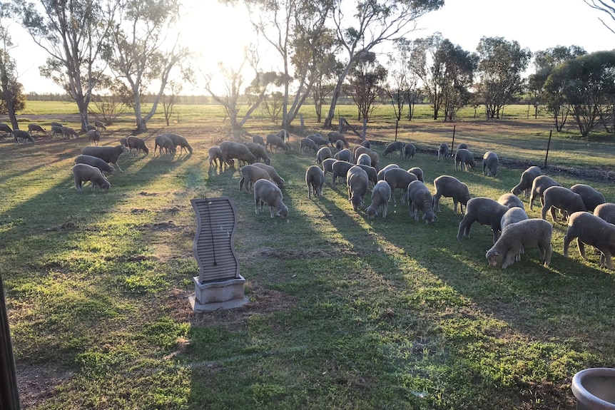 The sun is setting on the Blake farm in Katanning.