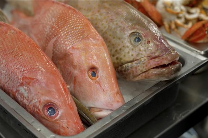 Photo of three fish lined up.