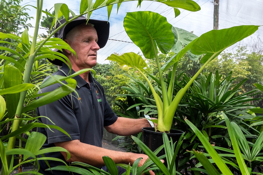 A man holds a plant in a garden nursery setting.
