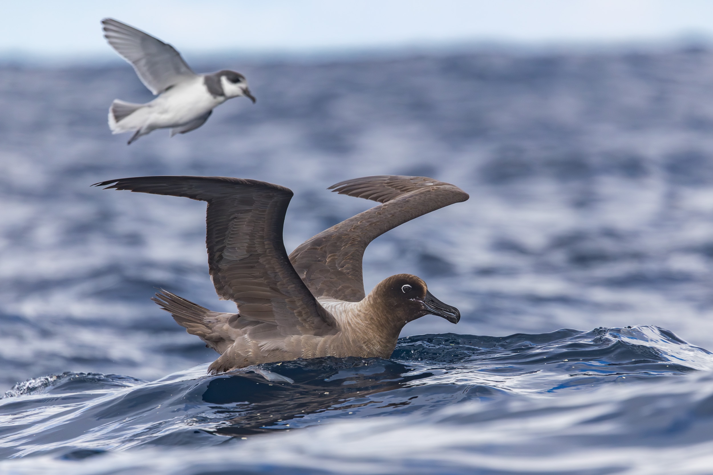 A small dark grey seabird, photographed on the surface of the ocean.