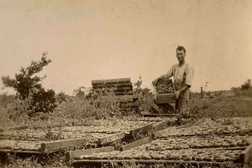 A man is standing in a field holding a box of apricots. There are trays of the fruit being dried on the ground in front of him.