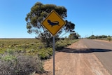 A yellow road sign with a picture of a lizard on it, beside a wide road, blue skies, trees on the side of the street.