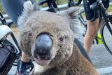 Thirsty koala from instagram