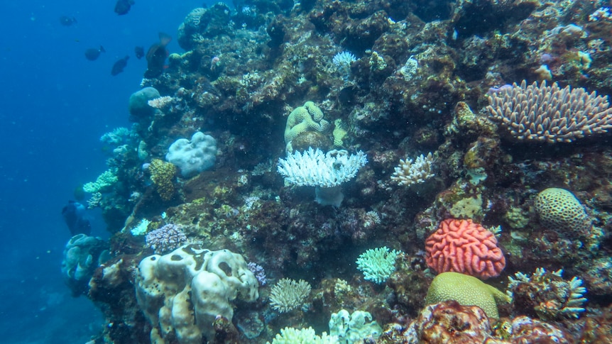 On a shelf of coral, some corals are a stark white colour.