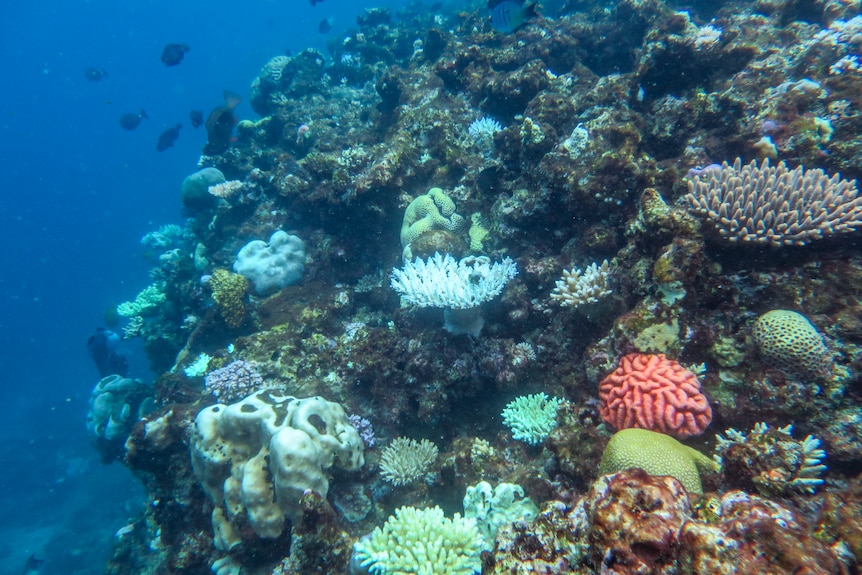 On a shelf of coral, some corals are a stark white colour.