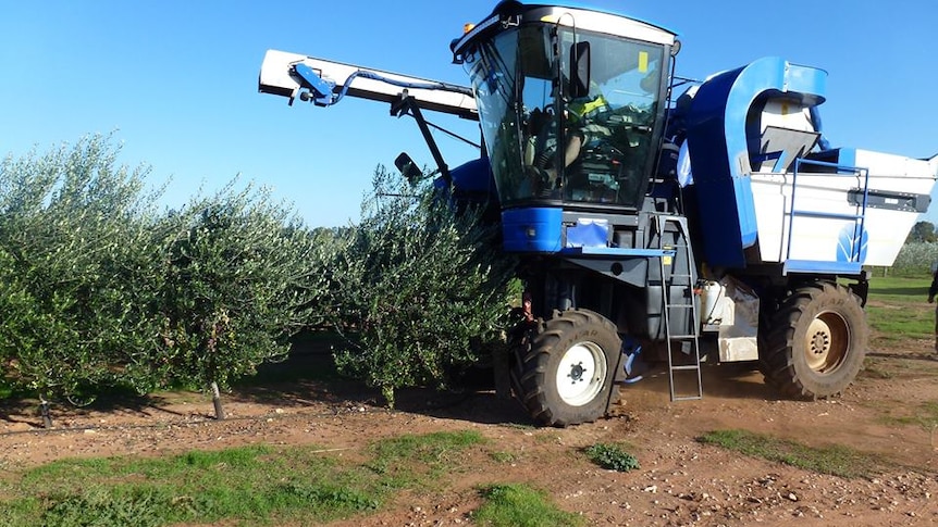 A grape harvest harvesting olives.