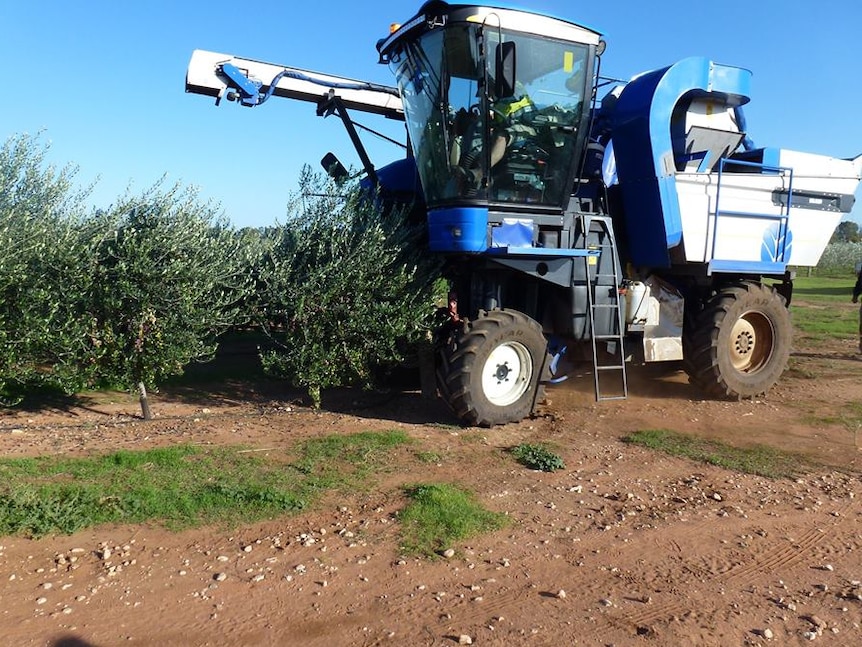 A grape harvest harvesting olives.