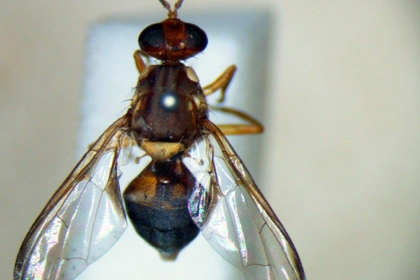 An adult Queensland fruit fly.