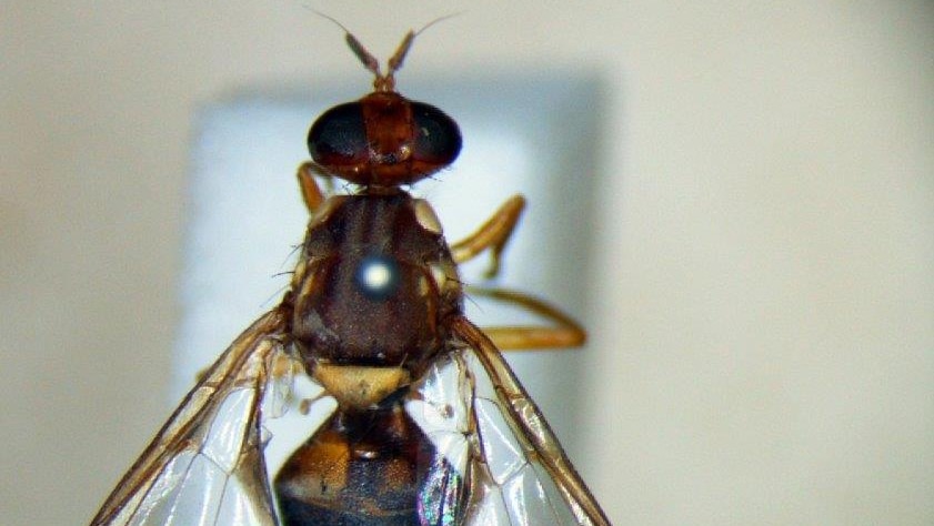 Generic Queensland fruit fly