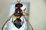 Generic Queensland fruit fly