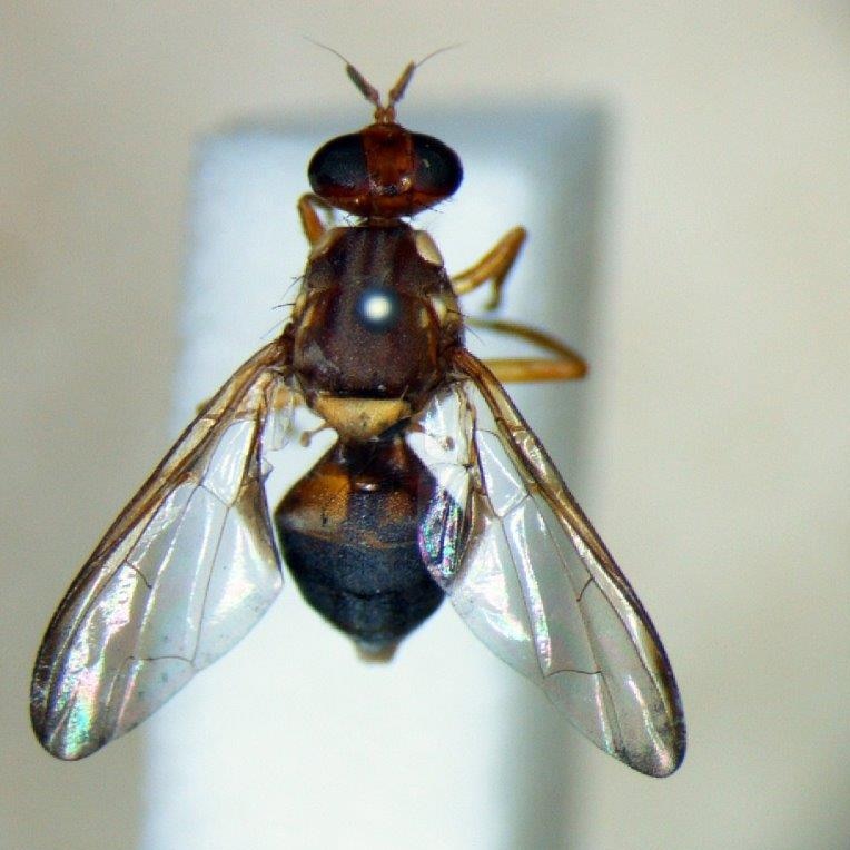 An adult Queensland fruit fly.