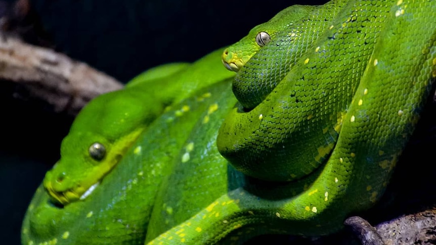Two green tree pythons entwined.