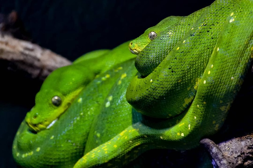Two green tree pythons entwined.
