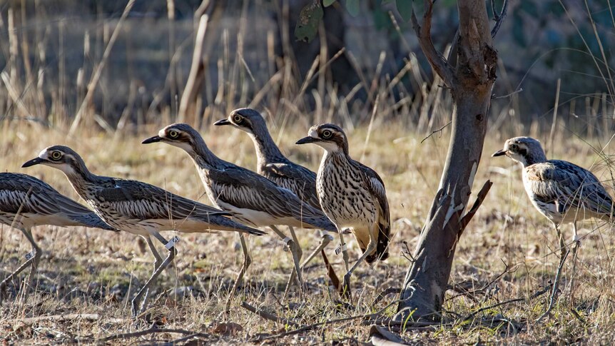 Bush stone-curlews in Canberra