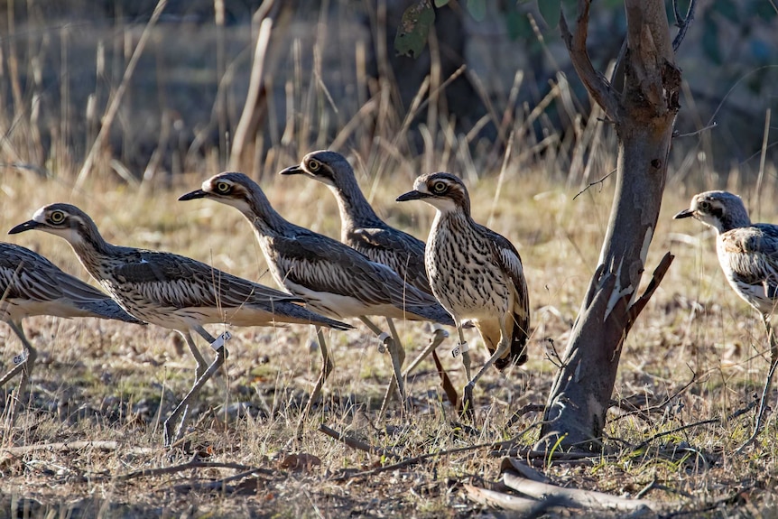 Bush stone-curlews in Canberra