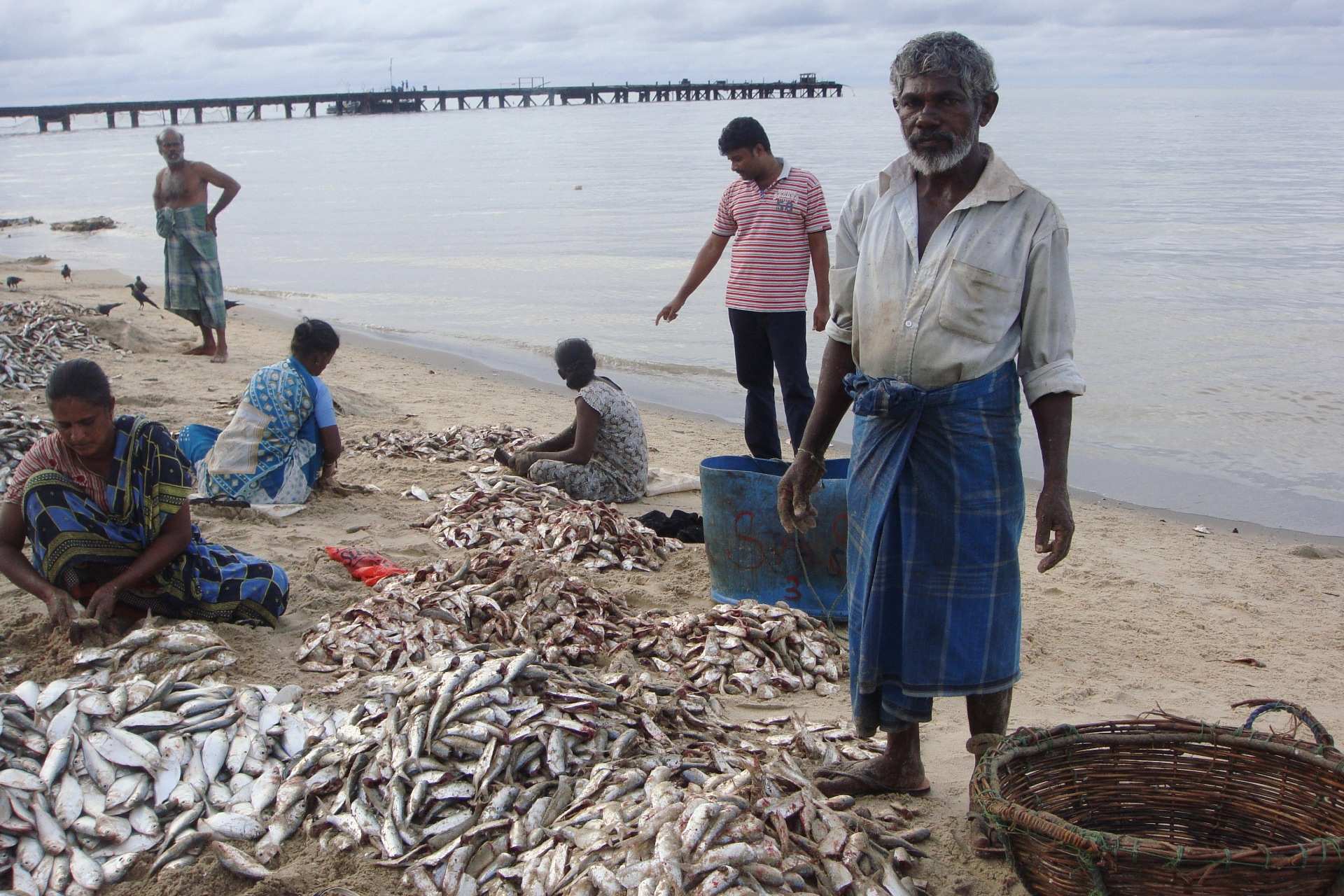 Mannar Island is a bird paradise that survived Sri Lanka's civil war. Now  an Australian mining company wants its sand - ABC News