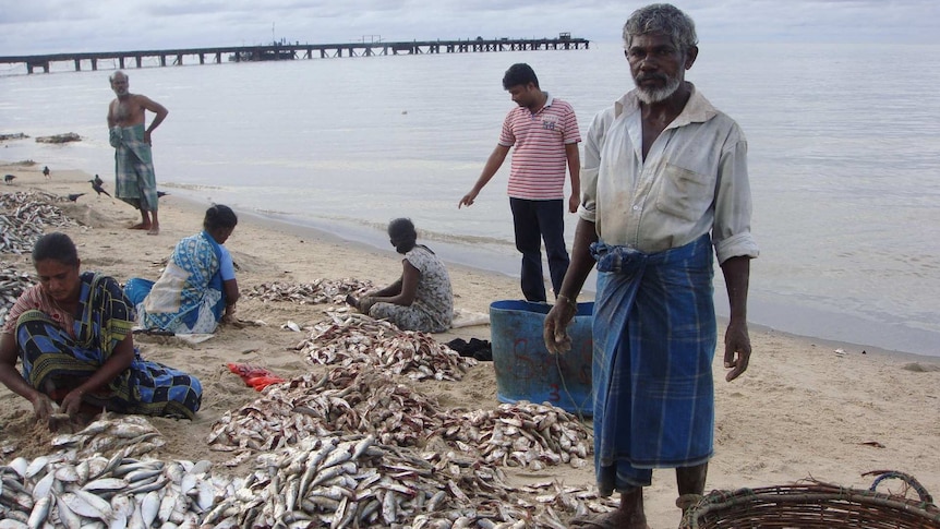 People on a beach with piles of small fish.