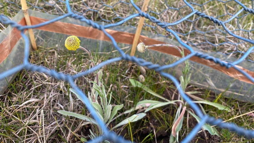 small yellow flower in wire cage