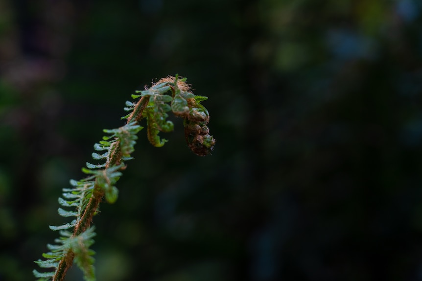 A fern stem.