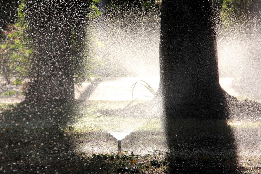 Rays of sunlight shine through a garden sprinkler with trees in the background.