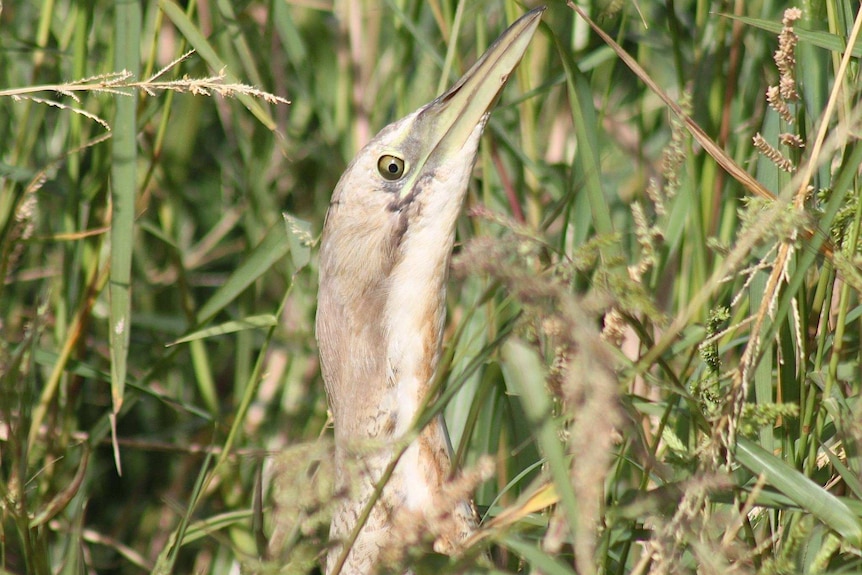 A bird with brown feathers and a light green beak sticks its head out of reeds