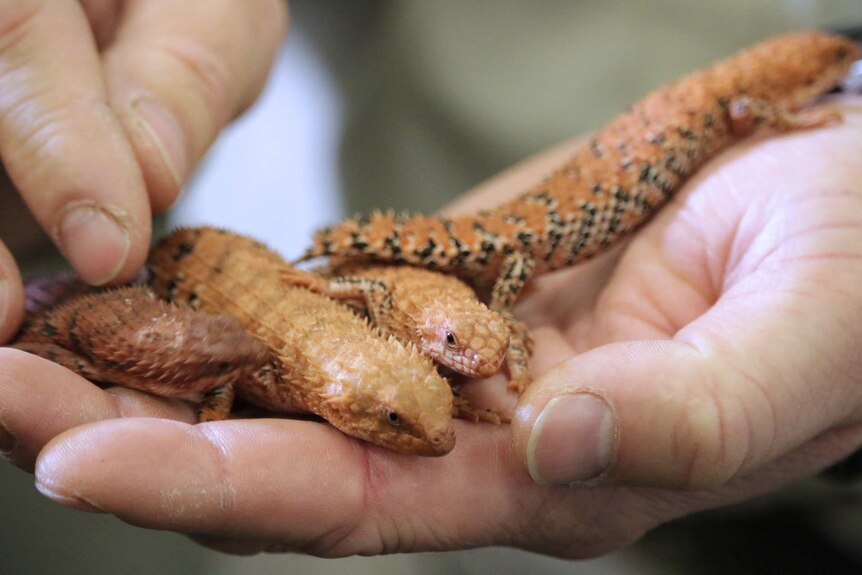 Four spiny-tailed skinks held in the palm of a man's hand.