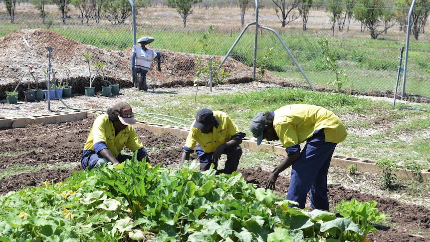 Robert Rickson, Ray Ashley and Shay Ladd tend to the pumpkins planted in the Beswick Nursery as part of a Community Development Program project.