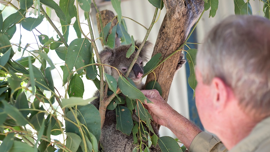 A koala sits on a tree branch while a man pats it.