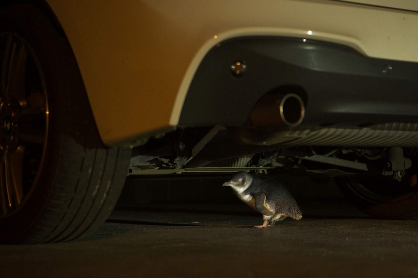 A penguin walks under the Hingston's parked car.