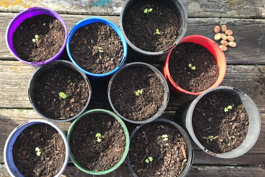 Photo from above of a series of tiny pot plants