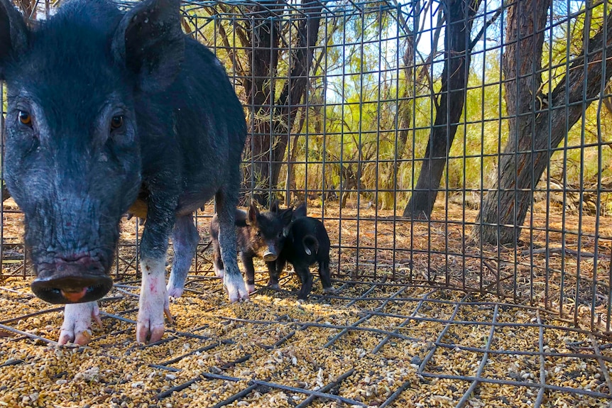 A dark grey sow in a trap with two piglets at foot.