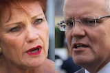 A composite image of Pauline Hanson and Scott Morrison.