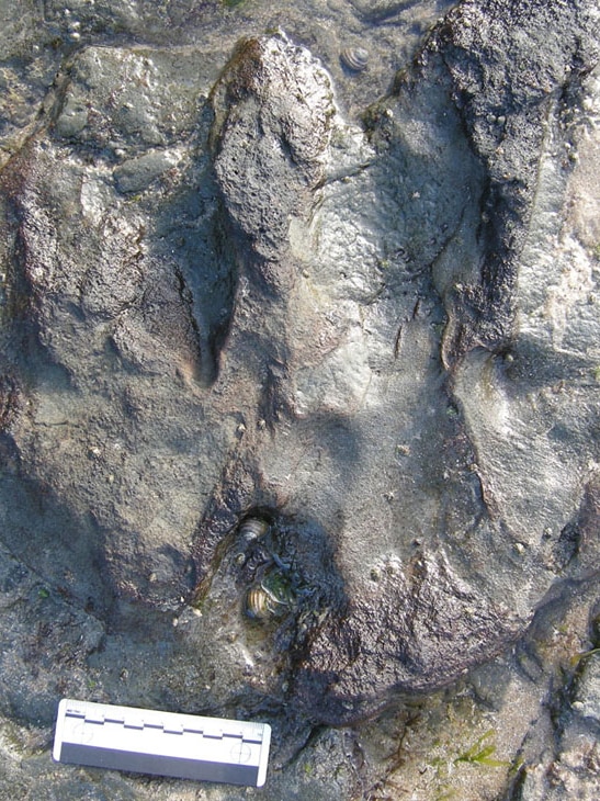 A 115-million-year-old dinosaur footprint in a rock.