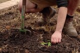 Tino is kneeling down on one knee, using his fingers to pick out a small green weeds from dark brown soil