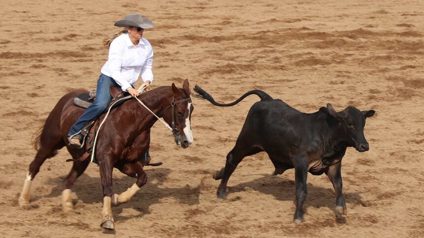 Woman on a horse chasing down cattle