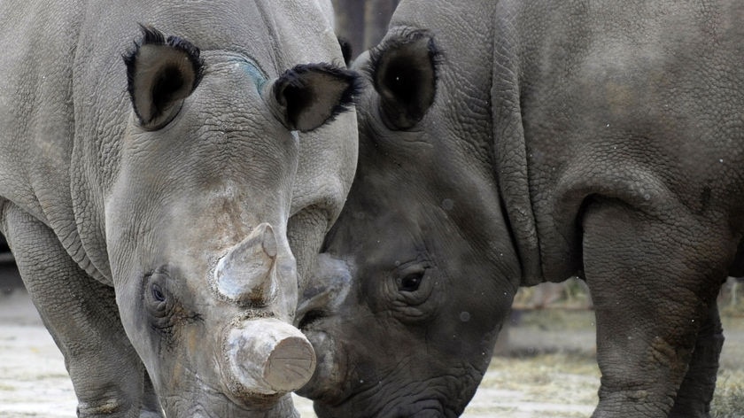 Northern white rhinos taken to Kenya from Czech Republic