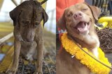 A very wet dog looks downcast on the left, on the right the same dog looks happy, mouth open and is draped in yellow flowers.