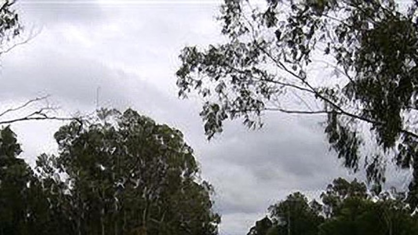 Floodwaters cover the Dawson River bridge at Moura