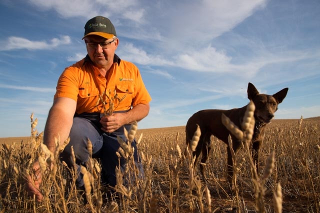 Mature fair-skinned man crouches in wheat field next to brown farm dog, with big blue sky in background