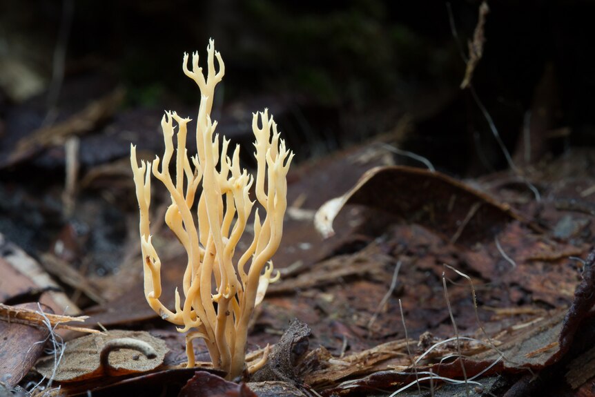 Coral shaped fungi