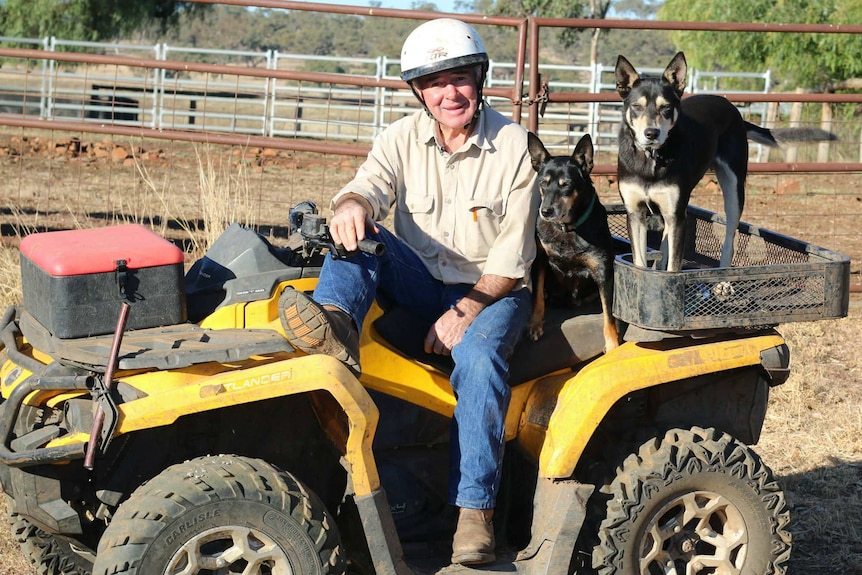 A man and two dogs on a quad bike.