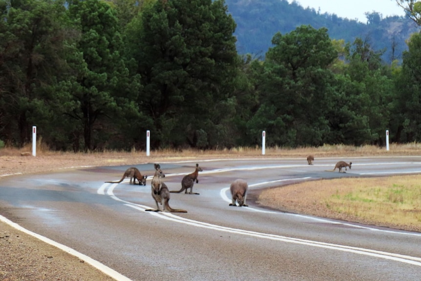 Kangaroos drink from puddles on a country road.
