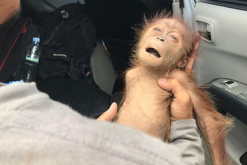 A tiny, weak-looking baby orangutan in the hands of a person wearing gloves